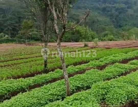 Lokasi Strategis Cocok untuk Peternakan Maupun Villa