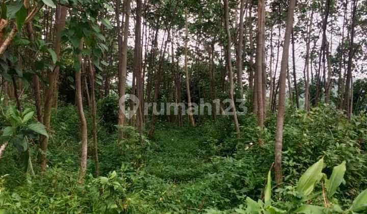 Tanah Strategis di Ungaran Timur Free Biaya Notaris