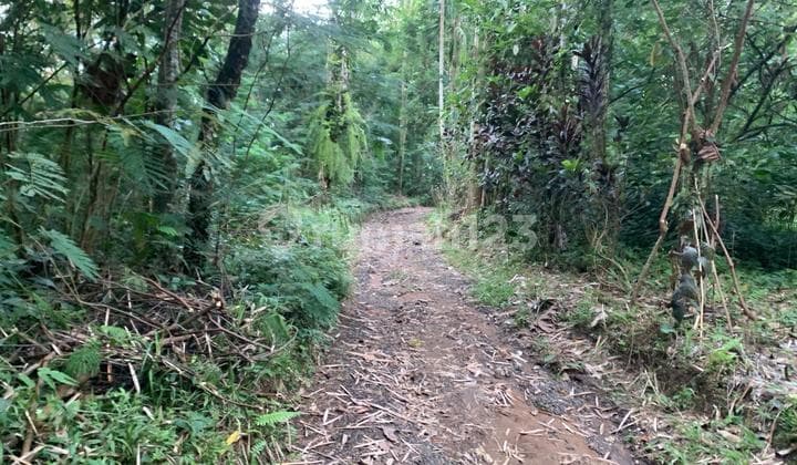 Advertisement Title: 9,800 sqm Farmland for Sale in Wongaya, Penebel - Ideal for Livestock & Plantation, Cool Climate