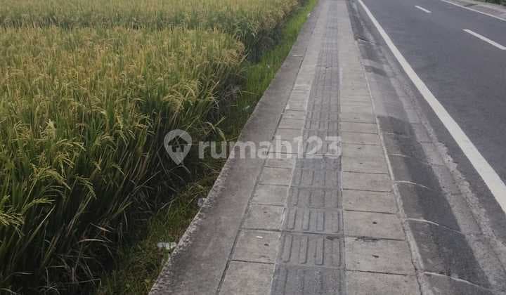 Super Premium 24 Are Land on Berawa Beach Road - 2 Minutes to Atlas & Finns | Tourism Zone