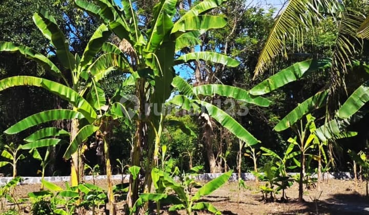 Lahan Kosong Cocok Untuk Villa Pinggir Pantai Kerambitan