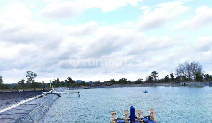 Investasi Menjanjikan Tambak Udang Aktif,Akses Mudah,Air Bagus,Full FasilitasTinggal Lanjutkan Usaha,,Di Pulau Bangka