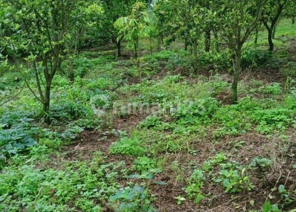 Tanah Cocok untuk Perkebunan di Klampok Singosari Malang