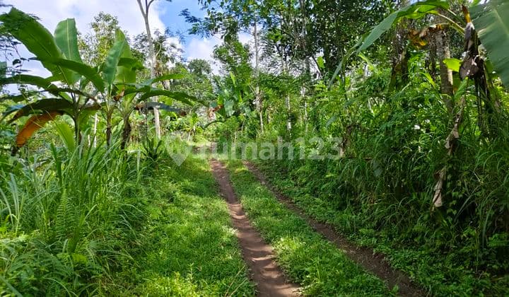 Tanah Murah Di Bali Butuh Uang Cepat