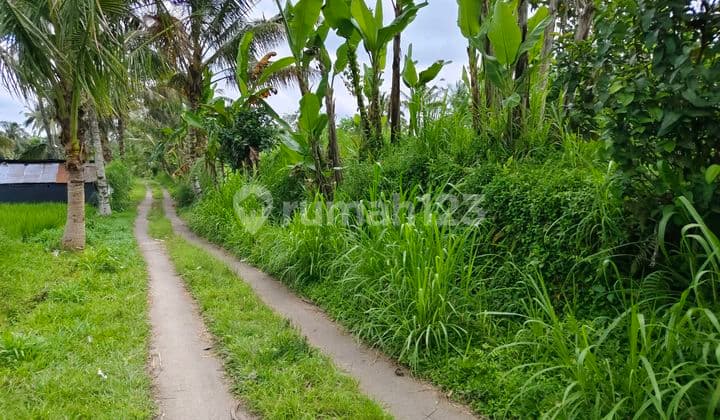 Tanah Murah Dengan Pemandangan Sawah