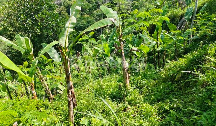 Butuh Uang Cepat Di Jual Tanah 19 Are Los Sungai