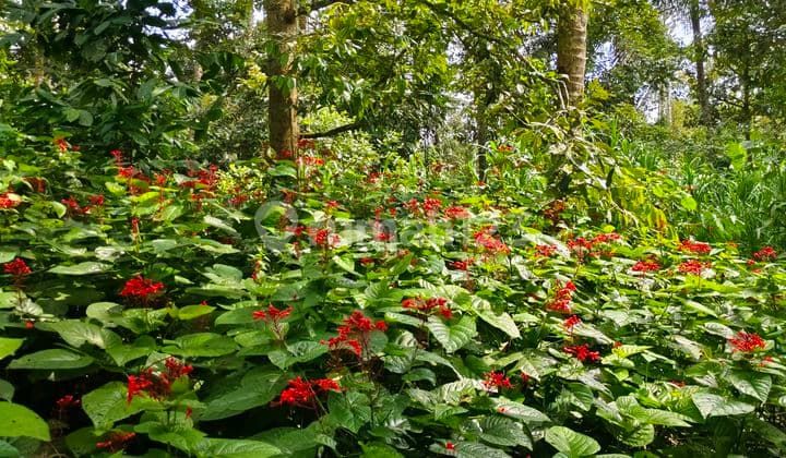 10 Are Tanah Pinggir Jalan di Jual Tegellalang Ubud Utara