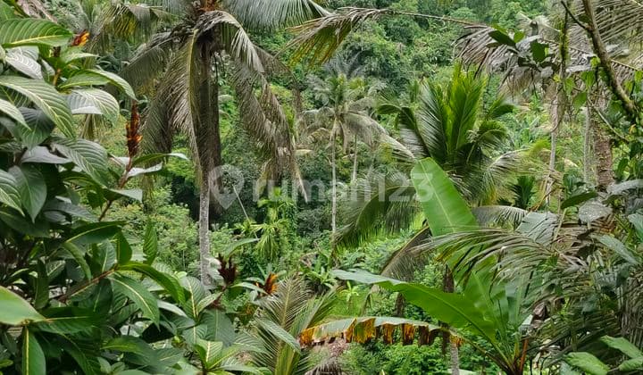 Tanah Dengan Pemandangan Cantik Lembah Los Sungai