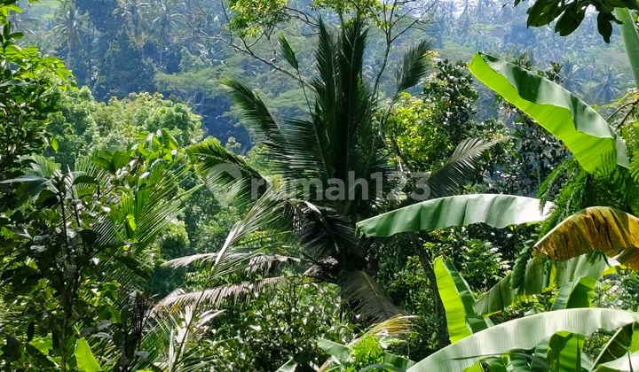 Di Jual Tanah Dengan Pemandangan Super Cantik. Lembah. Dan Hutan