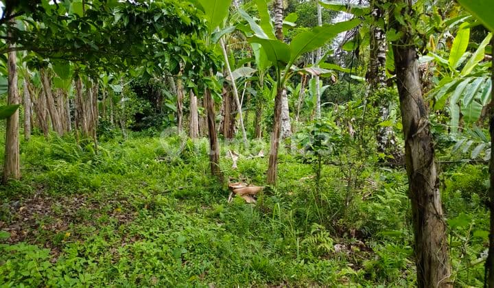 Di Jual Tanah Murah Los Sungai
