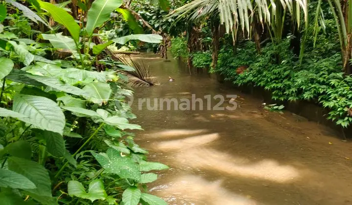 Land area of 1.37 hectares surrounding villas