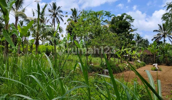 Di Jual Tanah Murah Sangat Cocok Untuk Tempat Tinggal Atau Pun Investasi