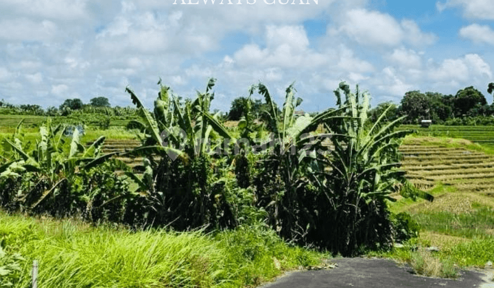 Tanah View Sawah Abadi Lokasi Tumbak Bayuh Mengwi