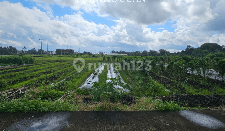 Sebidang Tanah Komersil Lokasi Dekat Pantai Kedungu
