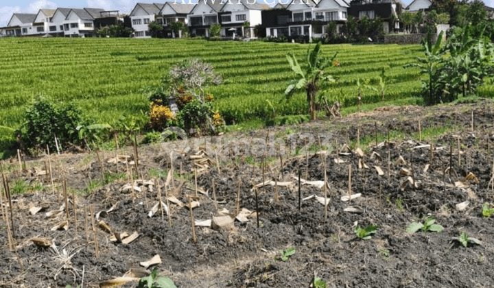 Tanah Murah Dekat Pantai Dijual Lokasi Cemagi