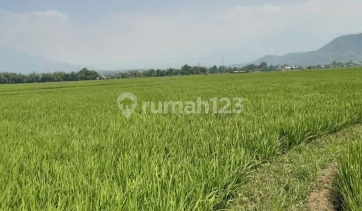Dijual 3 Bidang Sawah Produktif di Ciparay Bandung - SHM
