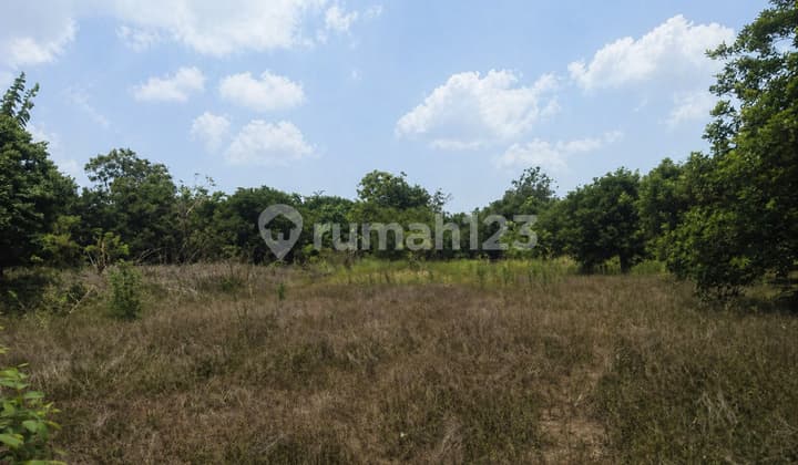 Strategic Agricultural Land for Sale in Purwadadi, Subang