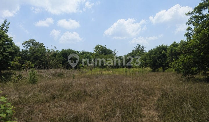 Dijual Tanah Luas Strategis untuk Agrobisnis di Purwadadi, Subang