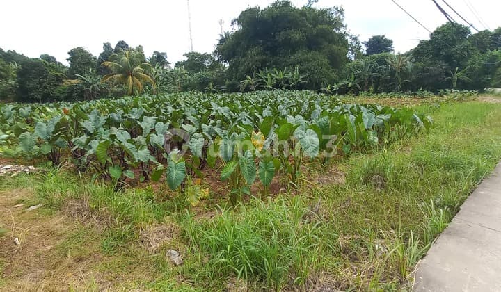 Tanah Strategis, Persis di Pinggir Jalan 6 Meter
