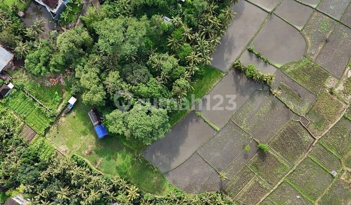 30 Land Plots for Sale in Mas Ubud