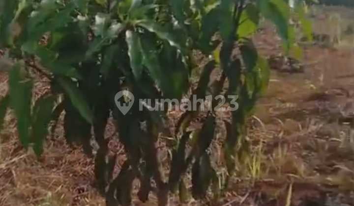 TANAH KAVLING SIAP BANGUN, 3 KAVLING @ 600 METER.