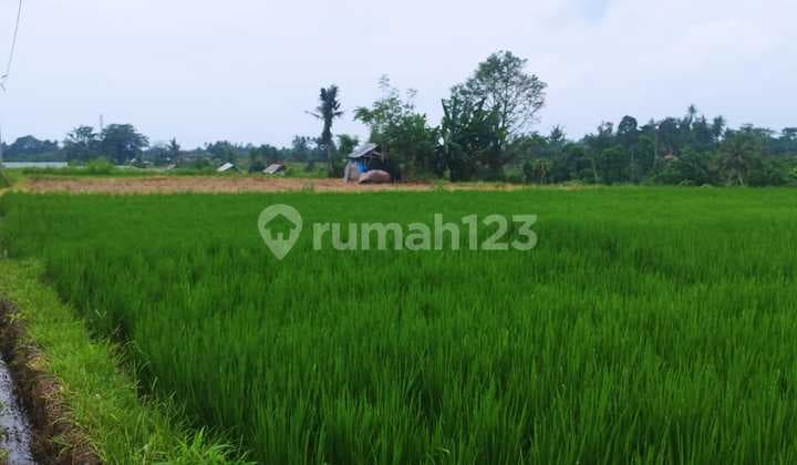 TANAH SAWAH 44 ARE DI KLUNGKUNG - HARGA WARAS, PROSPEK JELAS!