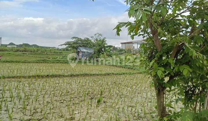 Jual Tanah 60 Ha Murah Dibawah NJOP