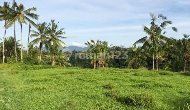 DIJUAL TANAH UBUD 4 HA (SHM & ADA IZIN PRINSIP RESORT/HOTEL BINTANG 5) JL CINTA TEGALLALANG UBUD (DIRECT OWNER)