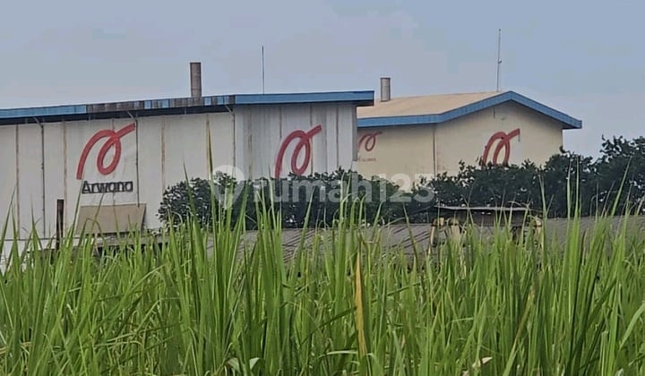 Wringin Anom Wringin Anom