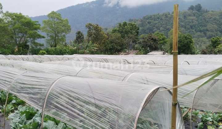 Land for Sale Location Bedugul