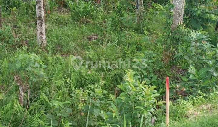 Tanah Jual Lokasi Pejeng