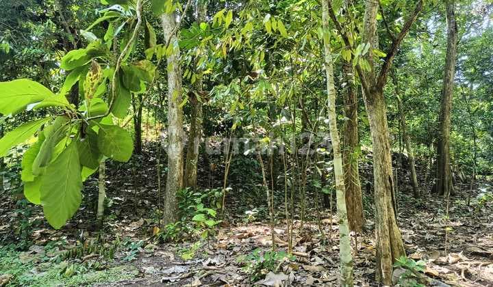 Tanah Jual Lokasi Kediri