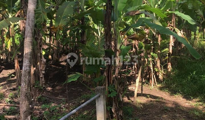 Land For Sale Location Singapadu