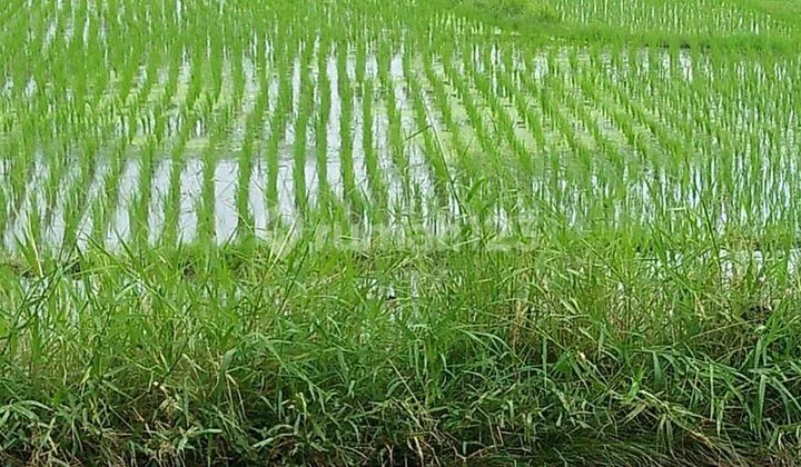 Tanah Jual Lokasi Nyambu Tanah Jual Lokasi Nyambu