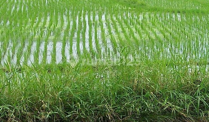 Tanah Jual Lokasi Nyambu