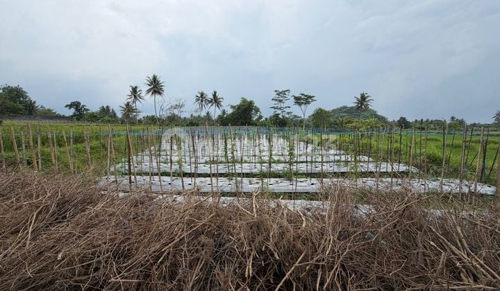 Tanah Sawah Luas dan Murah di Kawasan Gondowangi, Sawangan dekat dengan Jalan Raya Magelang-Yogya