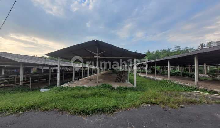 Gudang dan Kandang Ayam Luas dan Murah di Kawasan Sudimoro dekat dengan Jalan Raya Magelang-Yogyakarta