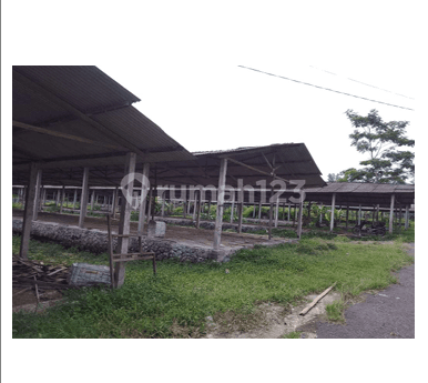 Kandang Ayam Luas dan Murah dekat dengan Jalan Raya Magelang-Yogyakarta