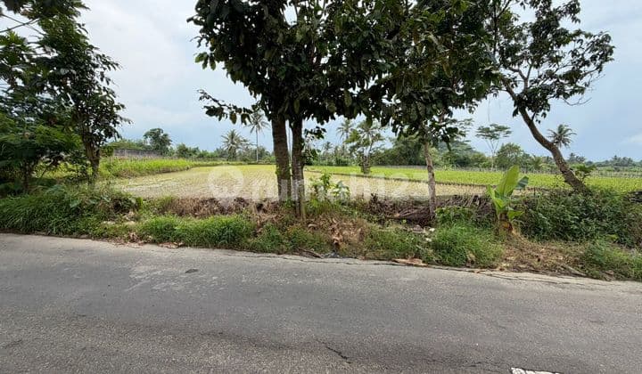 Tanah Sawah Luas dan Murah di Kawasan Gondowangi, Sawangan dekat dengan Jalan Raya Magelang-Yogya