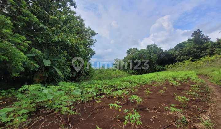 Tanah Luas dan Murah di Kawasan Tanggulrejo, Magelang dekat dengan Jalan Raya Magelang-Salaman