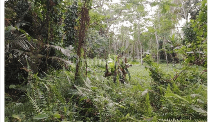 Tanah Sawah Luas dan Murah di Kawasan Salam dekat dengan Gerbang Tol Banyurejo