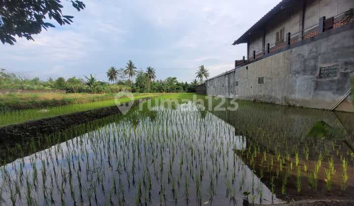 Tanah Sawah Luas dan Murah di Kawasan Sudimoro, Malang dekat dengan Jalan Raya Magelang-Yogyakarta