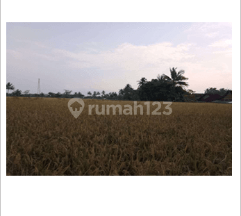 Tanah Sawah Luas dan Murah di Kawasan Gondowangi dekat dekat Jalan Raya Magelang-Yogyakarta