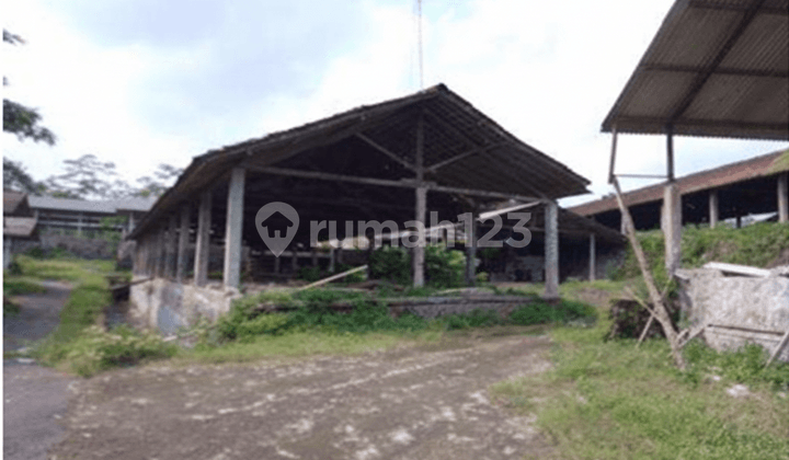 Kandang Ayam Luas dan Murah dekat dengan Jalan Raya Magelang-Yogyakarta