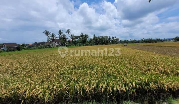 Strategic and Expansive Rice Field Land in the Pagelaran Area, Malang, Near Wonokerto Market, South Malang