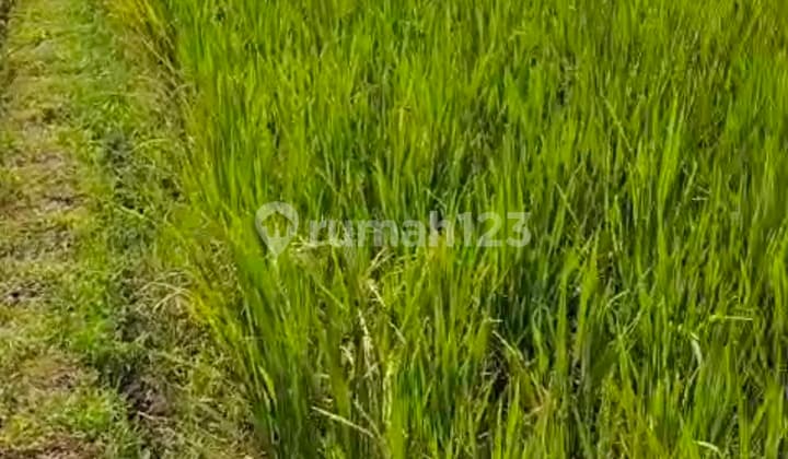 Sawah di Dekat Jalan Raya dan Dekat dengan Mayasari