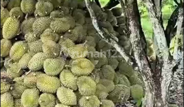 Land for Sale in Kebon Subang, West Java