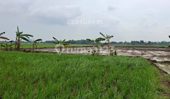 Tanah Sawah di Jl Kanci Samping Tol Kabupaten Cirebon