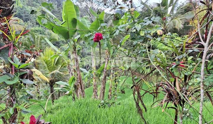 Kesempatan Terbatas Buat Anda Dapatkan Tanah Nyaman dengan Return Investasi Tinggi di Payangan, Gianyar.