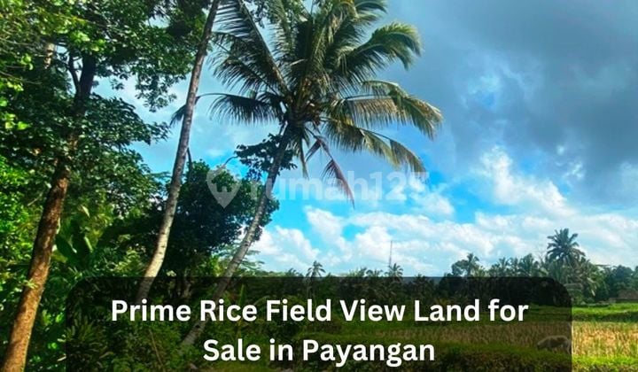 Prime Rice Field View Land For Sale In Payangan - Peaceful Residential Zone Near Ubud